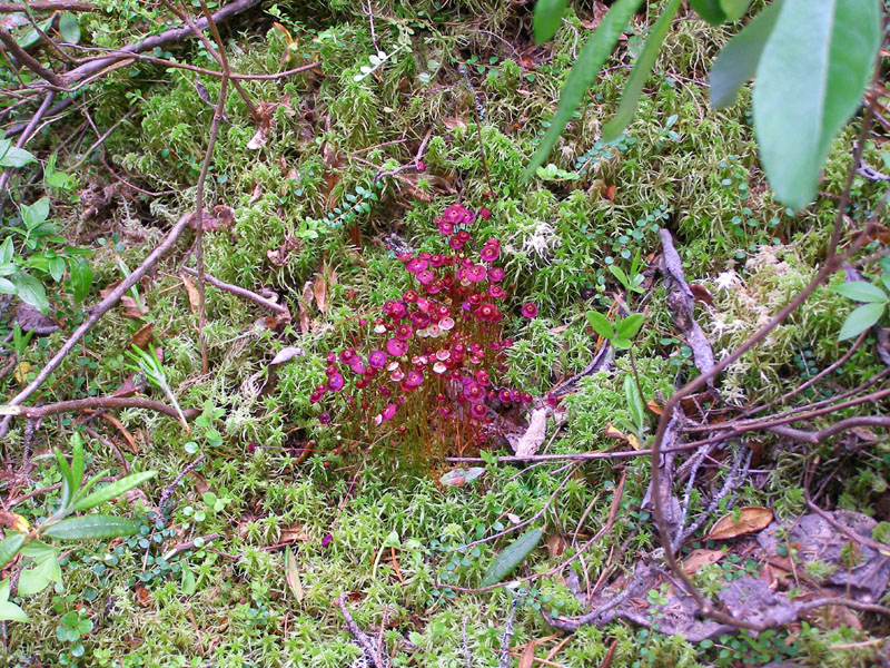Splachnum rubrum